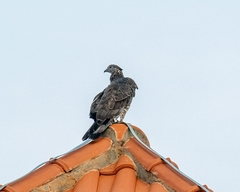 Pernis ptilorhynchus orientalis