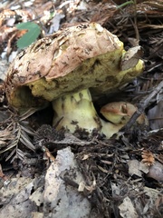 Butyriboletus persolidus