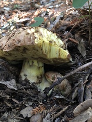 Butyriboletus persolidus