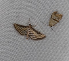 Cnaphalocrocis loxodesma