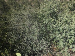 Quercus oblongifolia