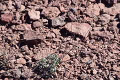 Eriogonum tenellum