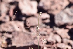 Eriogonum tenellum