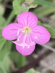 Oenothera rosea