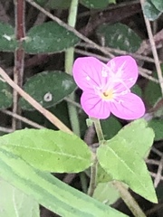 Oenothera rosea