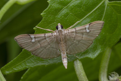 Chalcidoptera appensalis