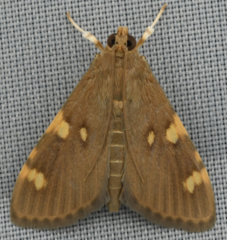 Rehimena