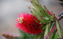 Melaleuca glauca