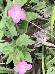 Oenothera rosea
