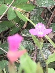 Oenothera rosea
