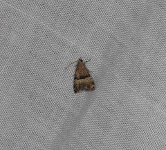 Pseudozarba orthopetes