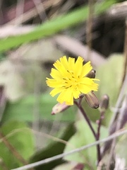 Crepidinae