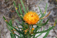 Banksia formosa