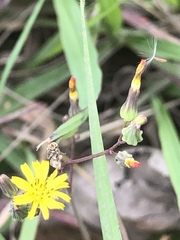 Crepidinae