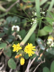 Crepidinae