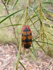 Temognatha variabilis