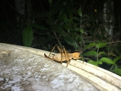 Agraecia agraecioides