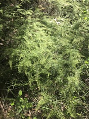 Gleichenia microphylla