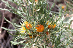 Banksia formosa