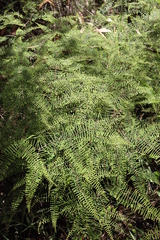 Gleichenia microphylla