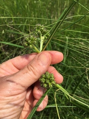 Periglossum