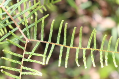 Gleichenia microphylla