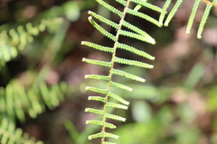 Gleichenia microphylla