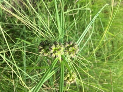 Periglossum