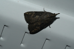 Hypena humuli