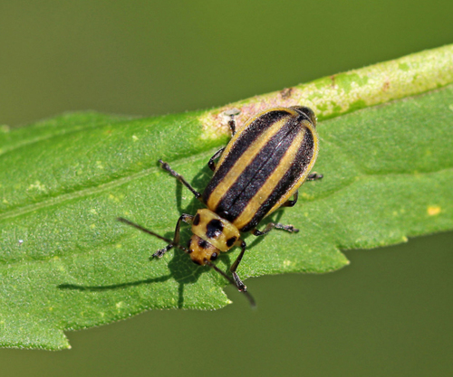 Trirhabda adela