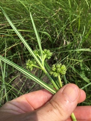 Periglossum