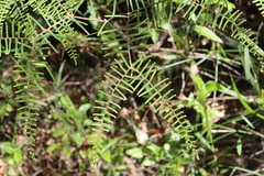 Gleichenia microphylla