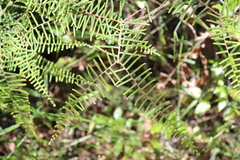 Gleichenia microphylla