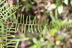 Gleichenia microphylla