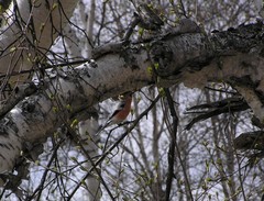 Pyrrhula pyrrhula cassinii