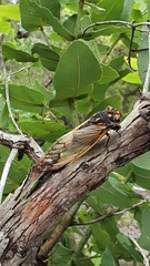 Macrotristria angularis