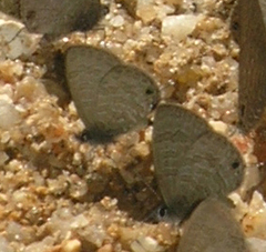 Prosotas nora ardates