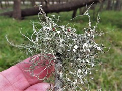 Ramalina stenospora