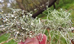 Ramalina stenospora