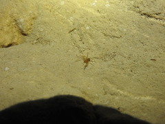 Loxosceles yucatana