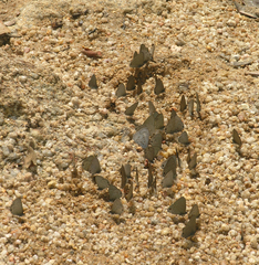 Prosotas nora ardates