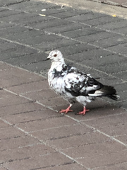 Columba livia domestica