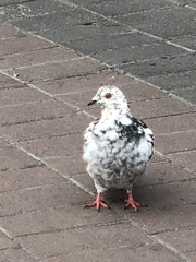 Columba livia domestica