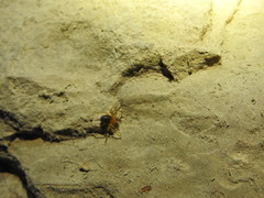 Loxosceles yucatana