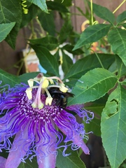 Passiflora
