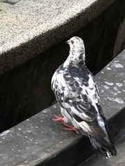 Columba livia domestica
