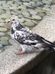 Columba livia domestica
