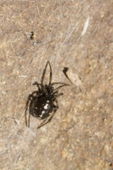 Steatoda truncata