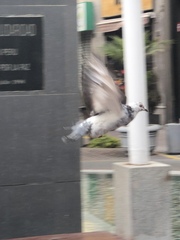 Columba livia domestica