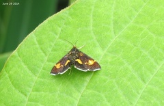 Pyrausta mutuurai